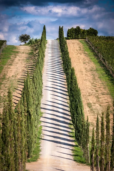 Toscane landschap met weg en cipres alley, — Stockfoto