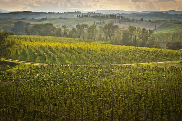 Toskana — Stockfoto