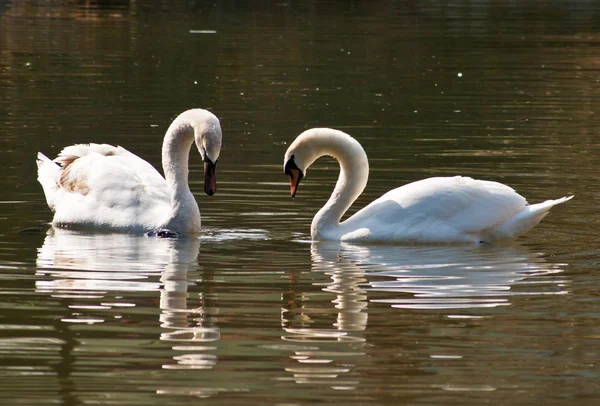 Cisnes — Fotografia de Stock