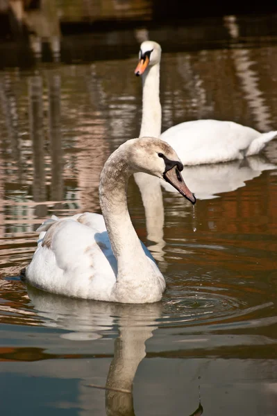 Schwäne — Stockfoto