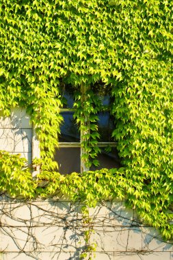 pencere