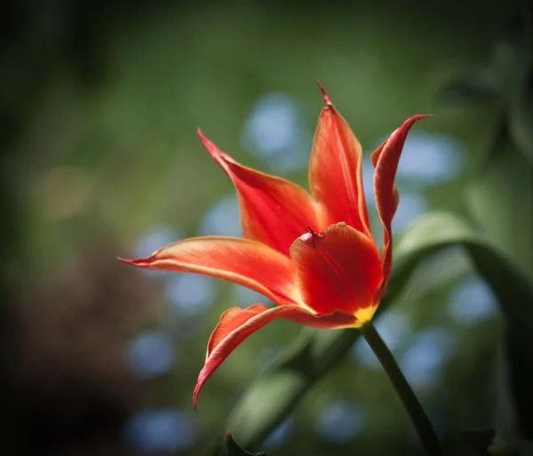 Red tulip — Stock Photo, Image