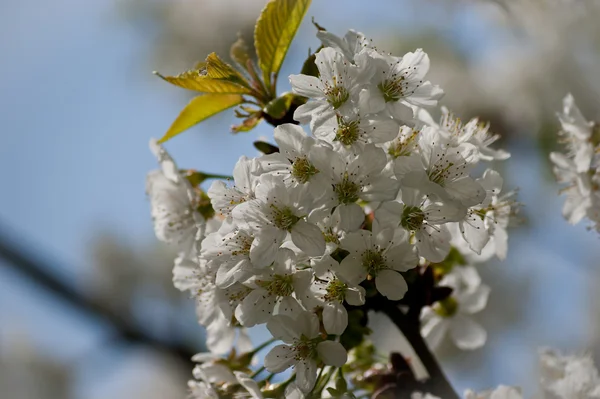 Albero di ciliegio — Foto Stock