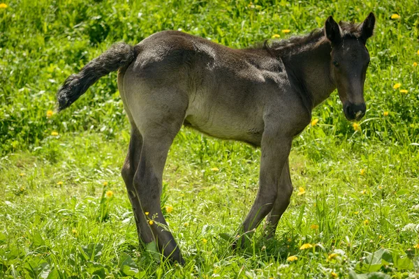 Føll – stockfoto