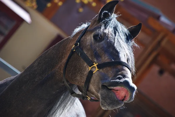 Lipizzaner — Stockfoto