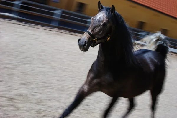 Lipizzaner — Stock Photo, Image