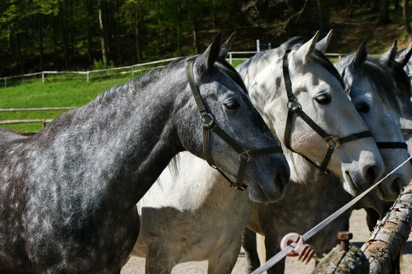 Lipizzaner — Fotografia de Stock