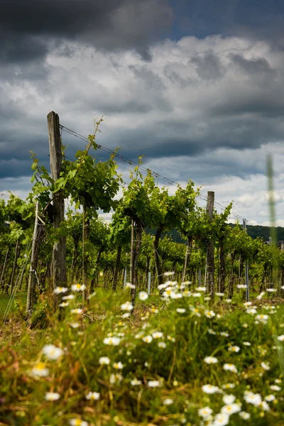 Viñedos — Foto de Stock