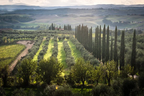 Panoramic view of scenic Tuscany landscape with vineyard — Stock Photo, Image