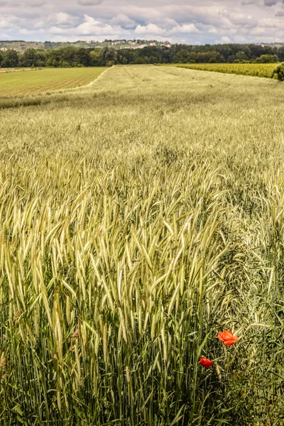 Fondo de naturaleza — Foto de Stock