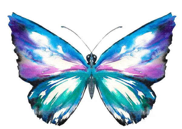 Butterfly — Stock Photo, Image