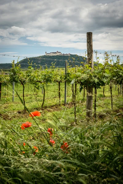 Landscape — Stock Photo, Image