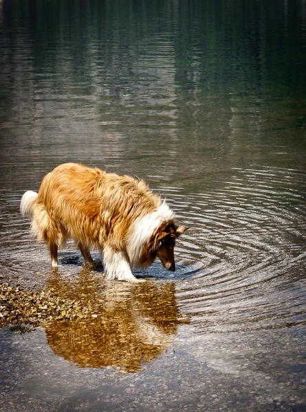 Cane da bere — Foto Stock