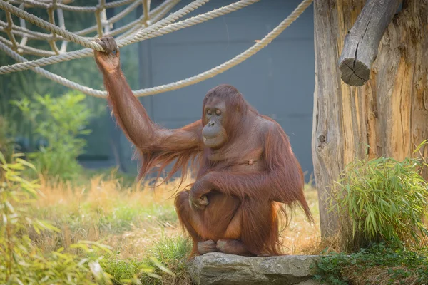 オランウータン — ストック写真