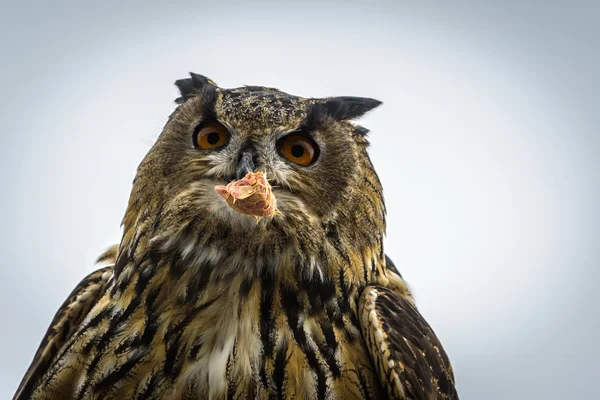 Oehoe — Stockfoto