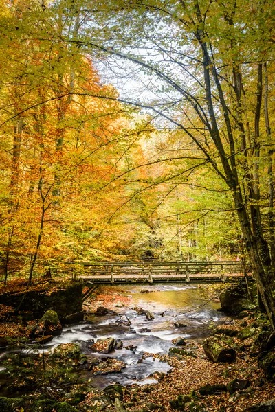 Řeka — Stock fotografie