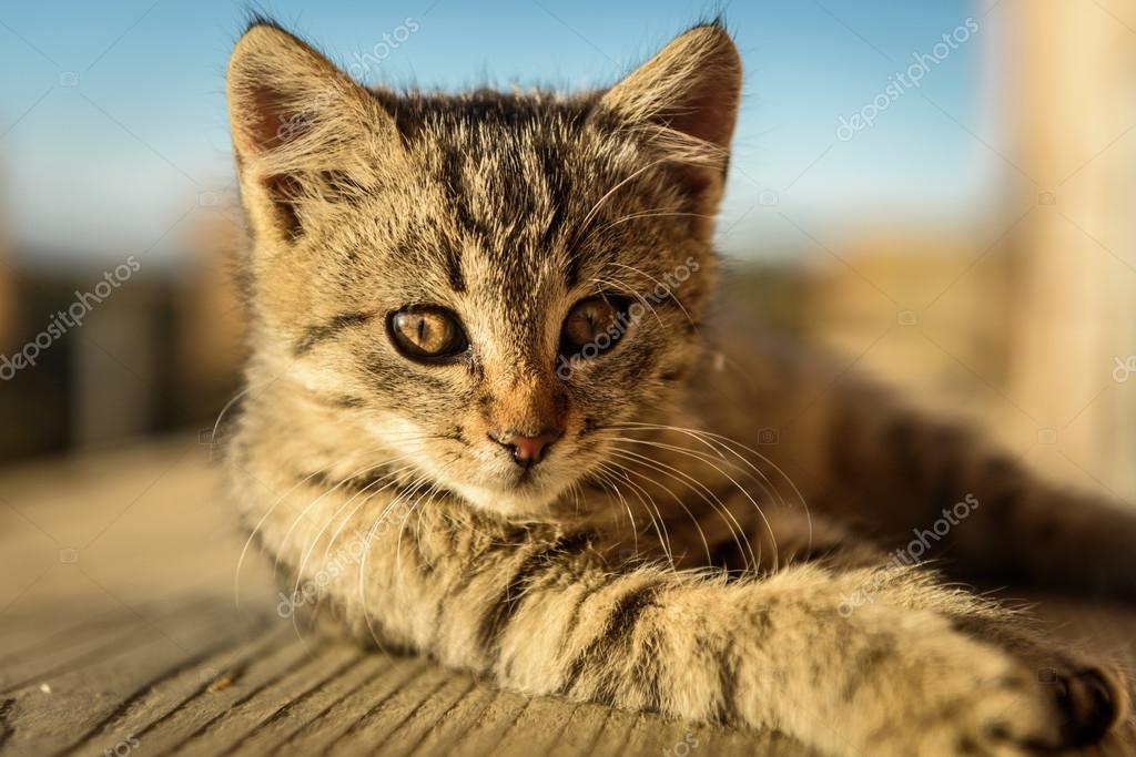 Chaton Au Coucher Du Soleil Images Libres De Droit Photos De Chaton Au Coucher Du Soleil Depositphotos