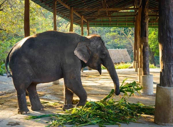 Elefant — Stockfoto