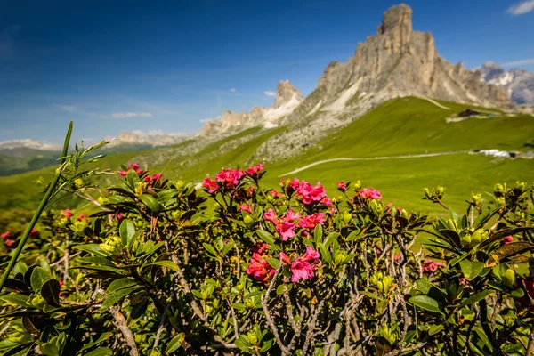 Azalea — Stock Photo, Image