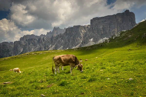 Mucche — Foto Stock