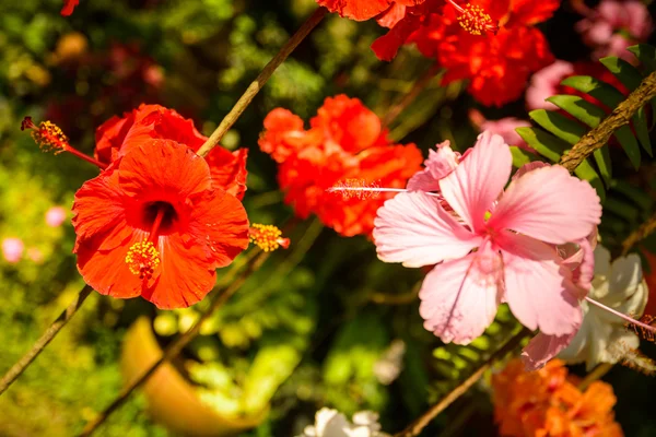 Flowers — Stock Photo, Image