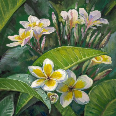 Plumeria