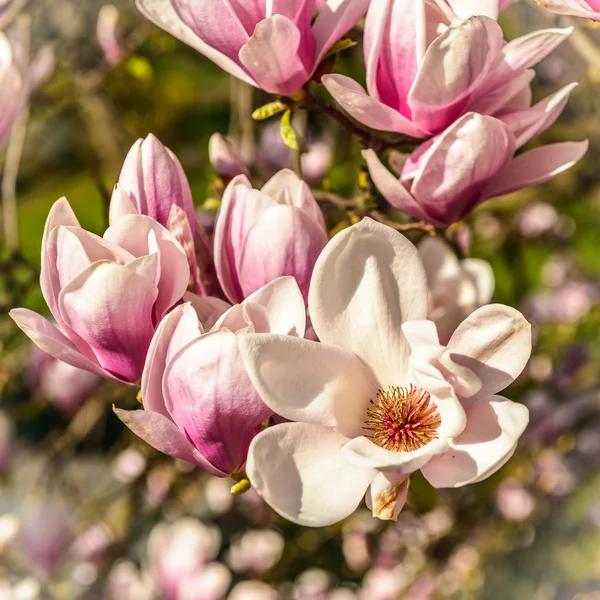 Magnoilia — Stock Photo, Image