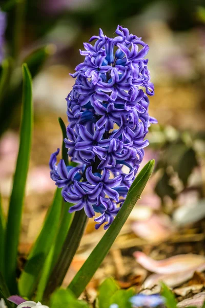 Hyacinth — Stock Photo, Image