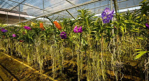 Flores de orquídea — Foto de Stock