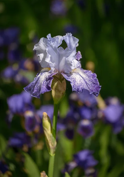 Iris — Stock fotografie