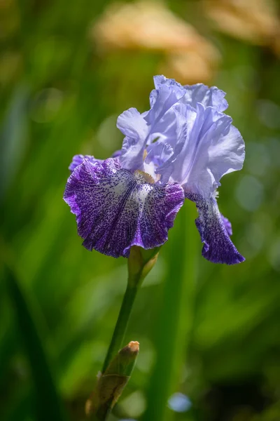 Iris — Stock fotografie