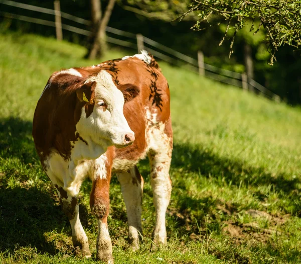 Calf — Stock Photo, Image