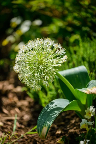 Allium — Stock Fotó