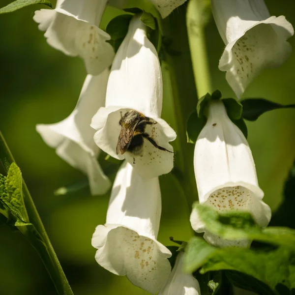 Foxglove — Stock Photo, Image