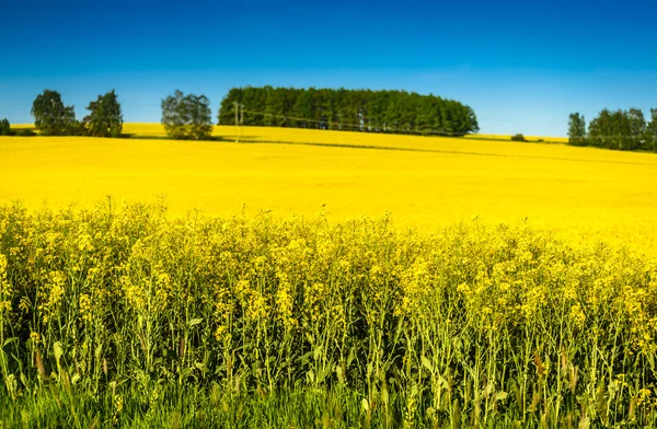 Campo — Foto de Stock