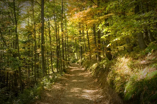 Floresta — Fotografia de Stock