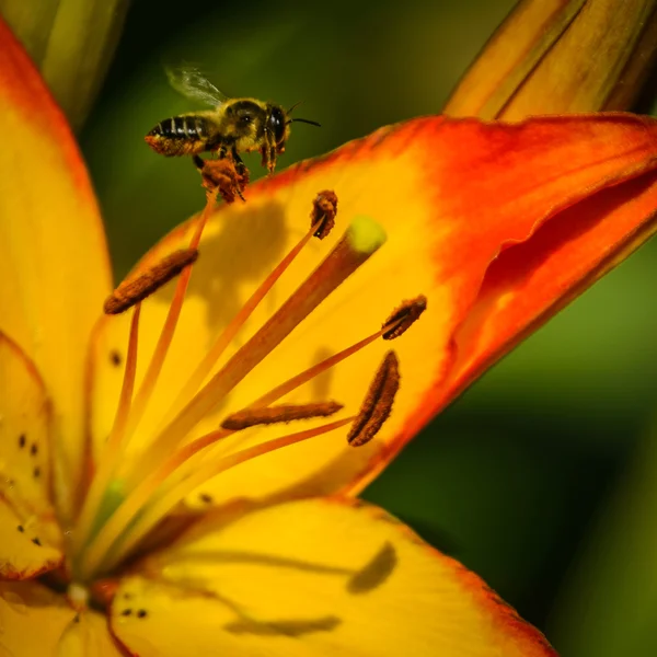 Lily. —  Fotos de Stock