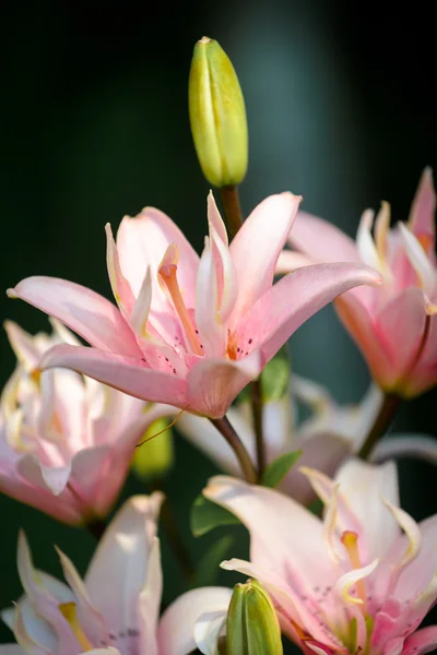 Pink lily — Stock Photo, Image