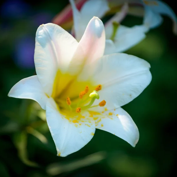 Witte Lelie — Stockfoto