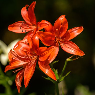 Lily