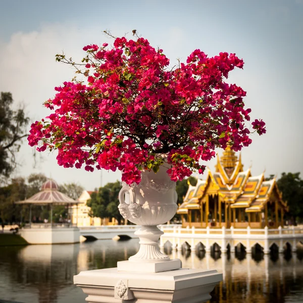 Bougainvillea — Stock Photo, Image