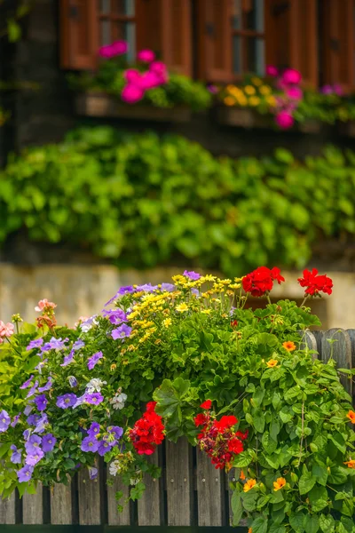 Flowers — Stock Photo, Image