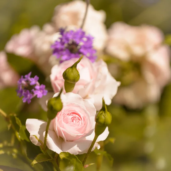 Rosa. — Fotografia de Stock