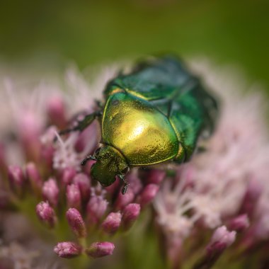 Gül chafer