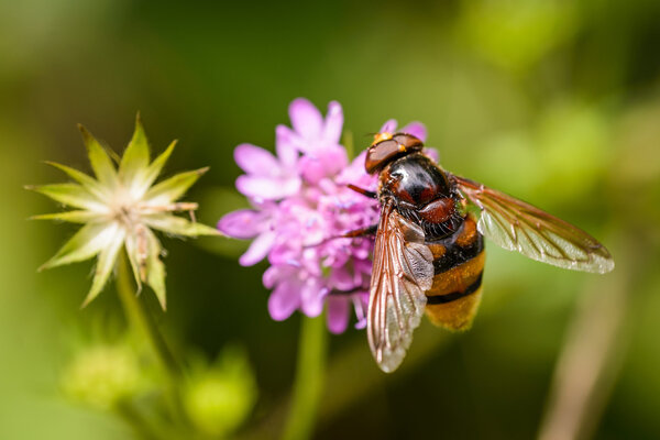 Fly on flower