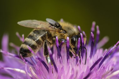 Bal arısı ve sinek