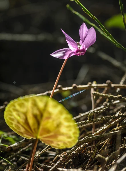 Cyclamen — Photo