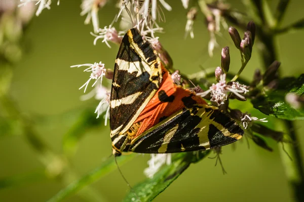 Butterfly — Stock Photo, Image