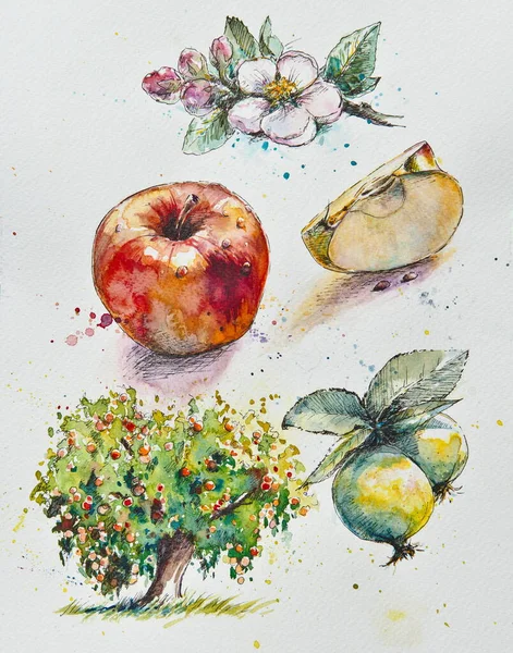 Apple Stránka Botanického Skicáku Kresby Květin Ovoce Stromu Obrázek Vytvořený — Stock fotografie