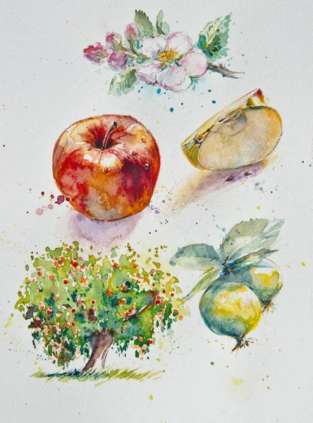 Pomme Page Carnet Croquis Botaniste Croquis Une Fleur Fruit Arbre — Photo